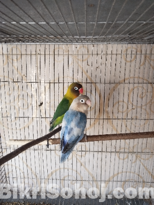 Lovebird pair with baby